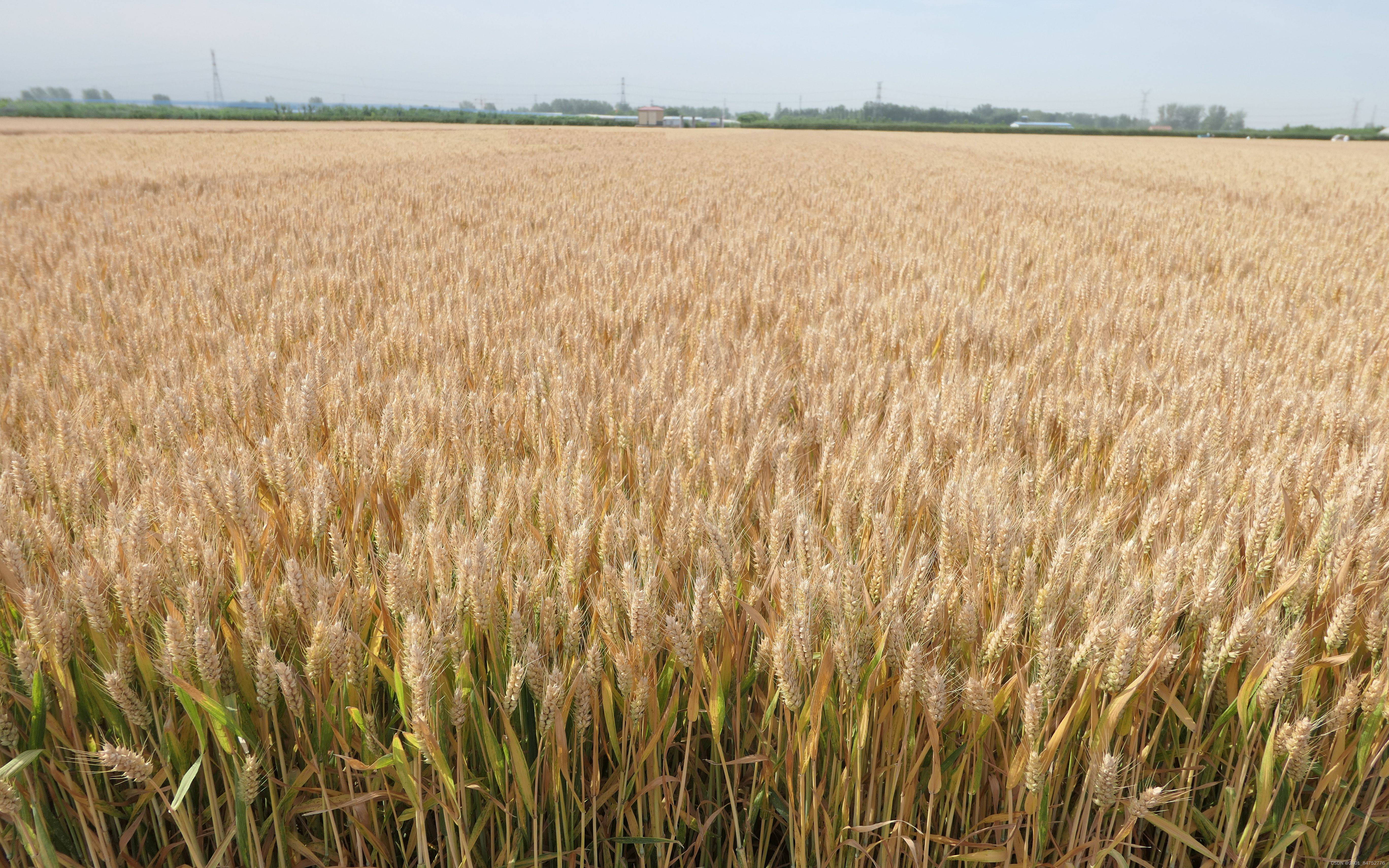 （2024年7月15日）今日美小麦期货最新价格行情查询