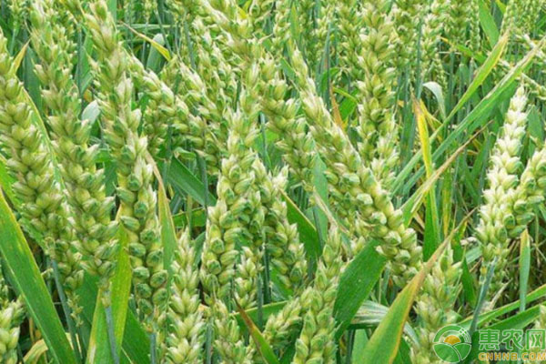 （2024年10月17日）今日小麦期货和美小麦价格行情查询