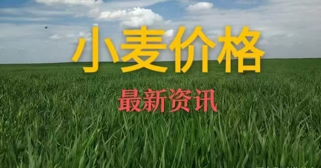 （2024年12月10日）今日小麦期货和美小麦价格行情查询