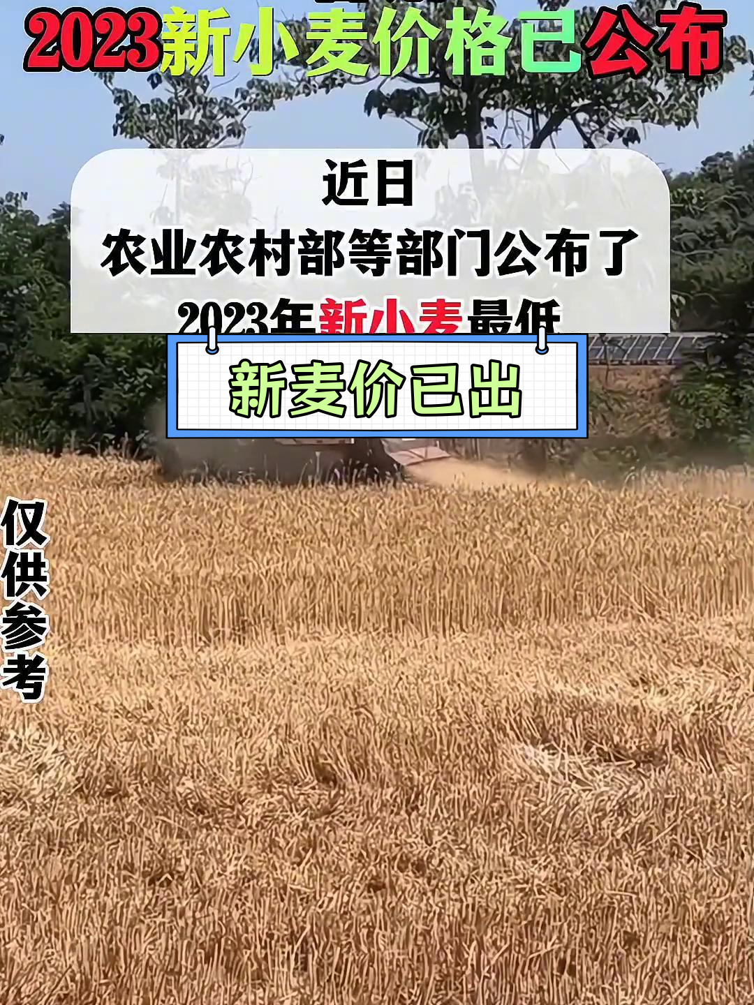 （2025年3月10日）今日小麦期货和美小麦价格行情查询