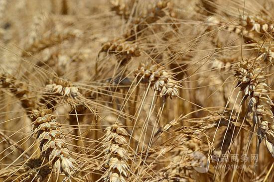 （2025年3月18日）今日美燕麦期货最新价格行情